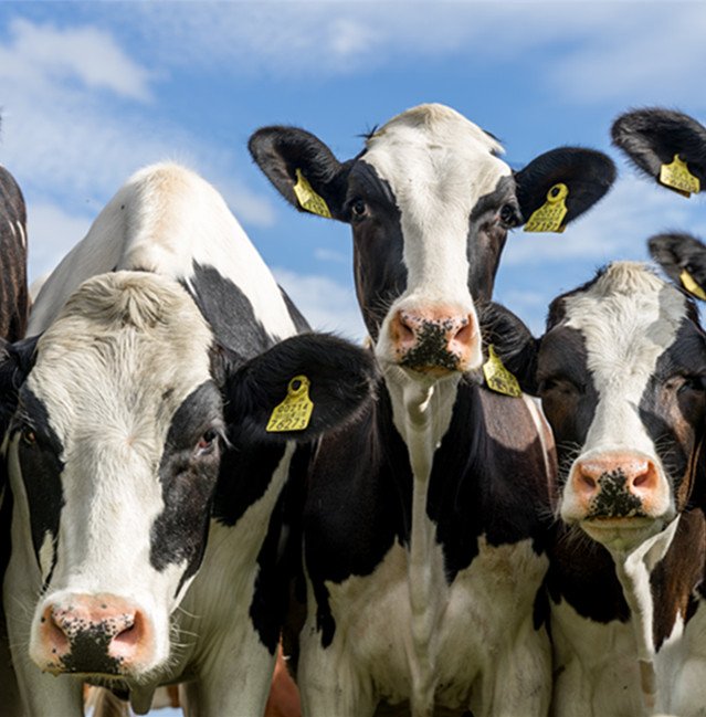 ANIMAL NUTRITION